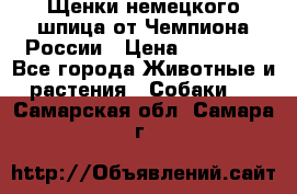 Щенки немецкого шпица от Чемпиона России › Цена ­ 50 000 - Все города Животные и растения » Собаки   . Самарская обл.,Самара г.